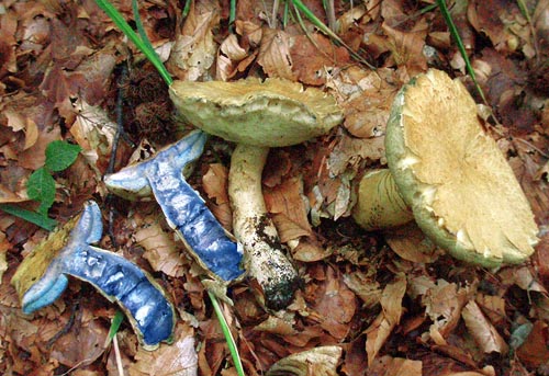 Gyroporus cyanescens Gyroporus cyanescens
