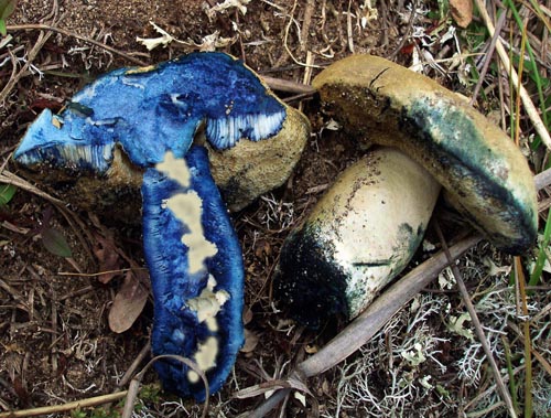 Gyroporus cyanescens Gyroporus cyanescens