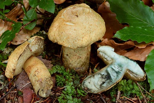 Gyroporus cyanescens Gyroporus cyanescens