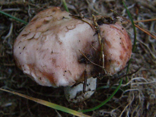 Gomphidius roseus