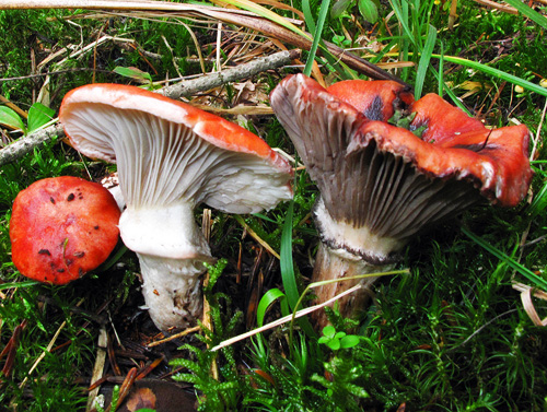 Gomphidius roseus