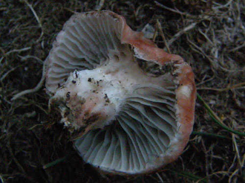 Gomphidius roseus