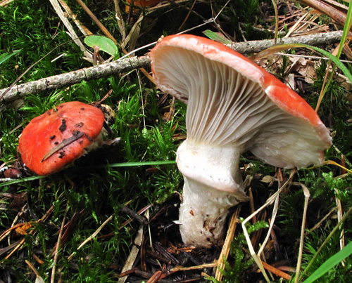 Gomphidius roseus