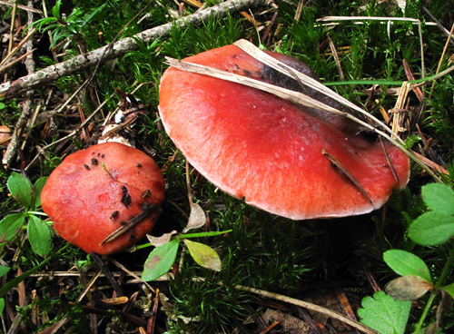 Gomphidius roseus