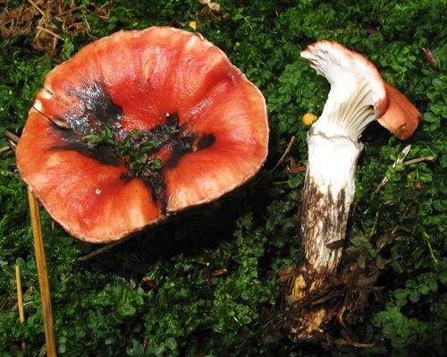 Gomphidius roseus