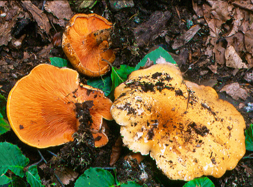 Hygrophoropsis aurantiaca Hygrophoropsis aurantiaca
