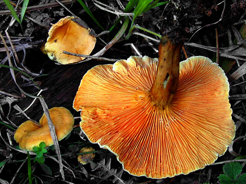 Hygrophoropsis aurantiaca Hygrophoropsis aurantiaca