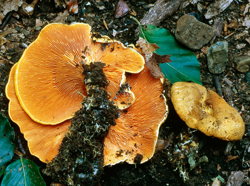 Hygrophoropsis aurantiaca Hygrophoropsis aurantiaca