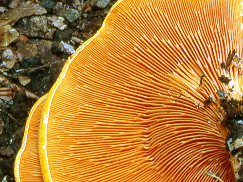 Hygrophoropsis aurantiaca Hygrophoropsis aurantiaca