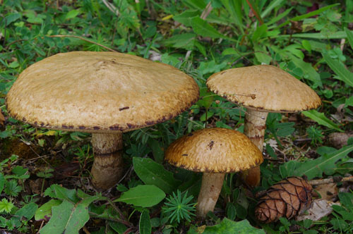 Suillus viscidus Suillus viscidus