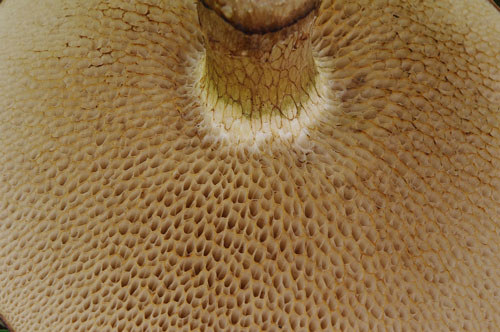 Suillus viscidus Suillus viscidus