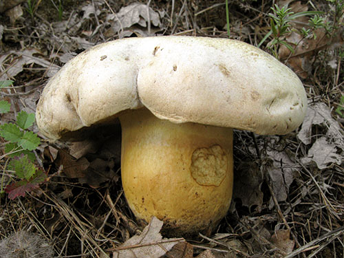 Boletus radicans Boletus radicans