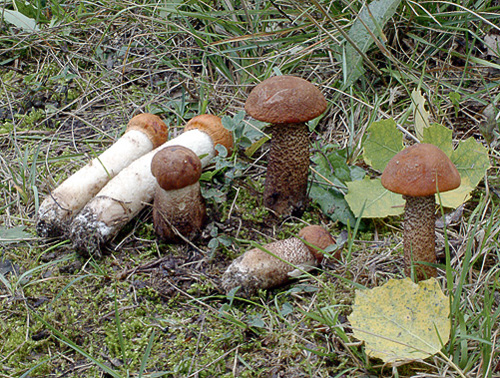 Leccinum albostipitatum vs. aurantiacum Leccinum albostipitatum vs. aurantiacum