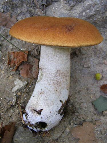 Leccinum albostipitatum Leccinum albostipitatum