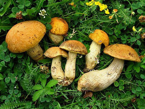 Leccinum crocipodium Leccinum crocipodium