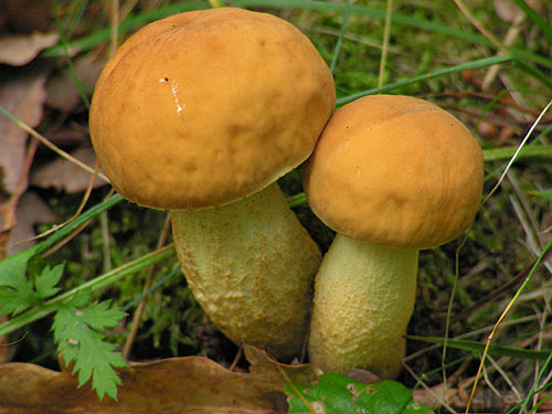 Leccinum crocipodium Leccinum crocipodium