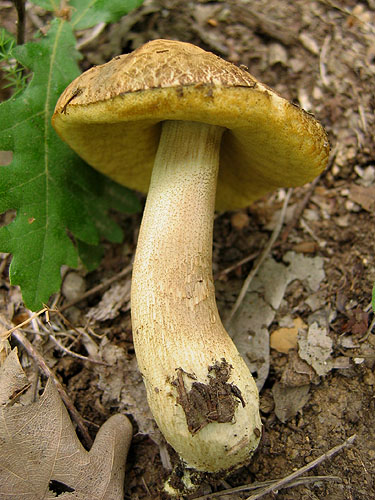 Leccinum crocipodium Leccinum crocipodium