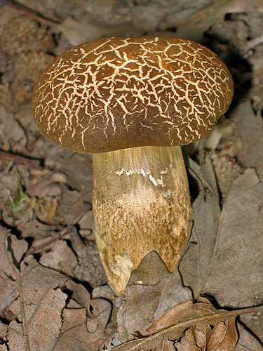 Leccinum crocipodium Leccinum crocipodium