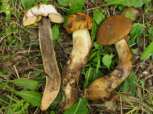Leccinum crocipodium Leccinum crocipodium