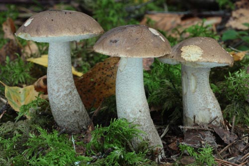 Leccinum cyaneobasileucum Leccinum cyaneobasileucum