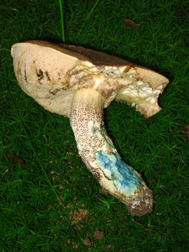 Leccinum cyaneobasileucum Leccinum cyaneobasileucum