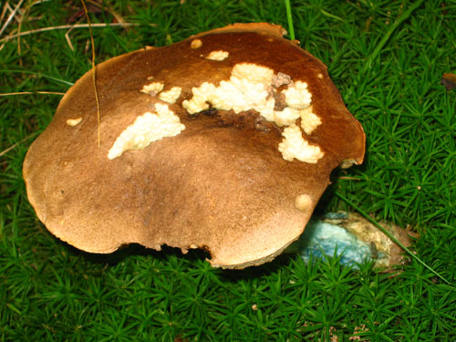 Leccinum cyaneobasileucum Leccinum cyaneobasileucum