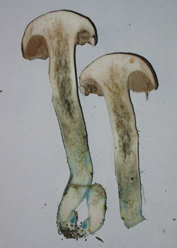 Leccinum cyaneobasileucum Leccinum cyaneobasileucum