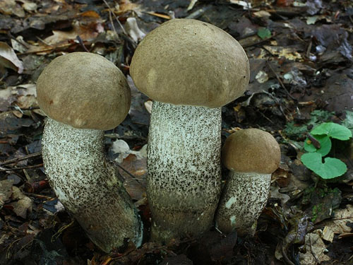 Leccinum duriusculum Leccinum duriusculum