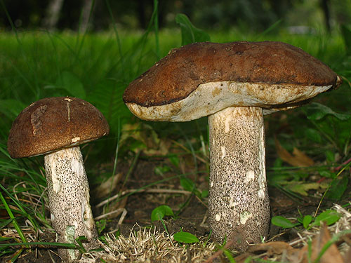 Leccinum duriusculum Leccinum duriusculum