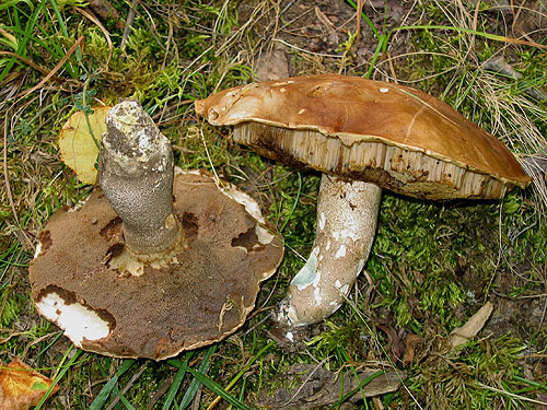 Leccinum duriusculum Leccinum duriusculum