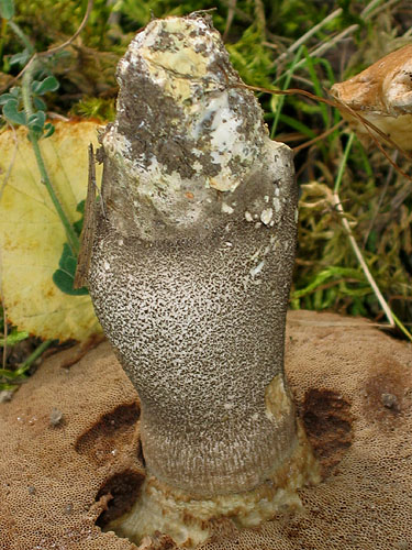 Leccinum duriusculum Leccinum duriusculum
