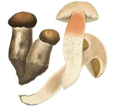 Leccinum duriusculum Leccinum duriusculum