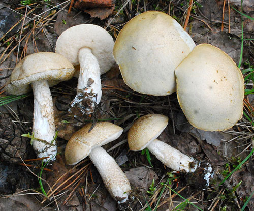 Leccinum holopus Leccinum holopus