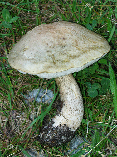 Leccinum holopus Leccinum holopus