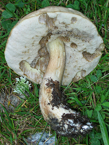 Leccinum holopus Leccinum holopus