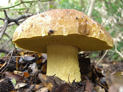 Leccinum lepidum Leccinum lepidum