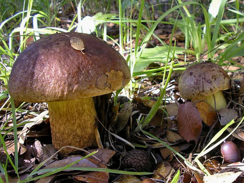 Leccinum lepidum Leccinum lepidum