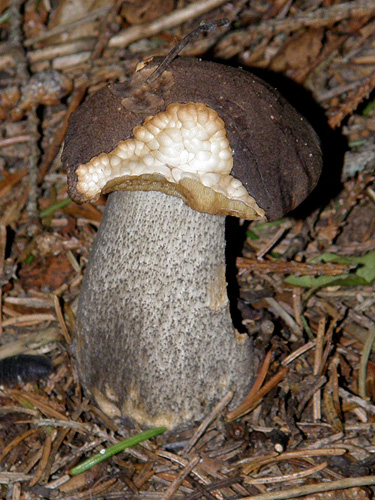 Leccinum melaneum