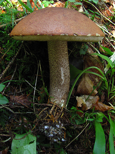 Leccinum piceinum Leccinum piceinum