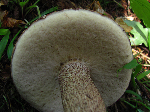 Leccinum piceinum Leccinum piceinum