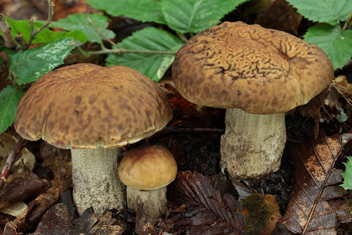 Leccinum pseudoscabrum Leccinum pseudoscabrum