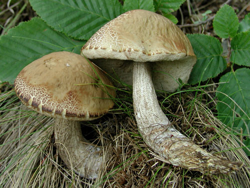 Leccinum pseudoscabrum Leccinum pseudoscabrum