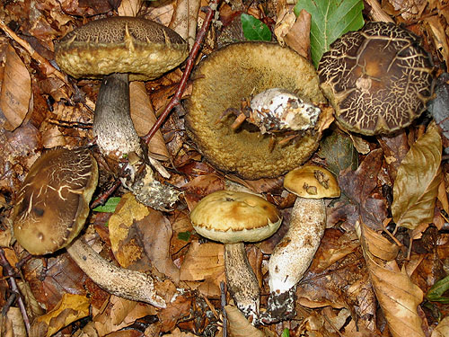 Leccinum pseudoscabrum Leccinum pseudoscabrum