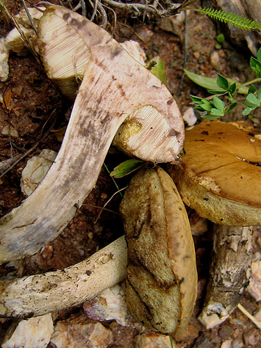 Leccinum pseudoscabrum Leccinum pseudoscabrum