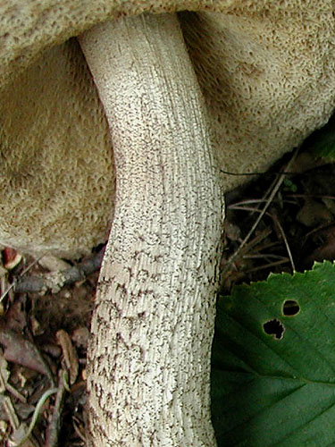 Leccinum pseudoscabrum Leccinum pseudoscabrum