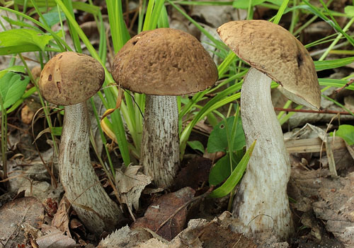 Leccinum pseudoscabrum Leccinum pseudoscabrum