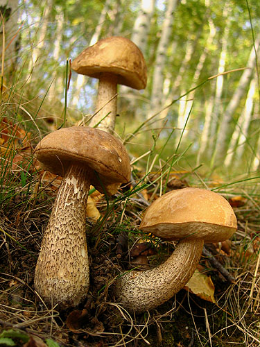 Leccinum scabrum Leccinum scabrum