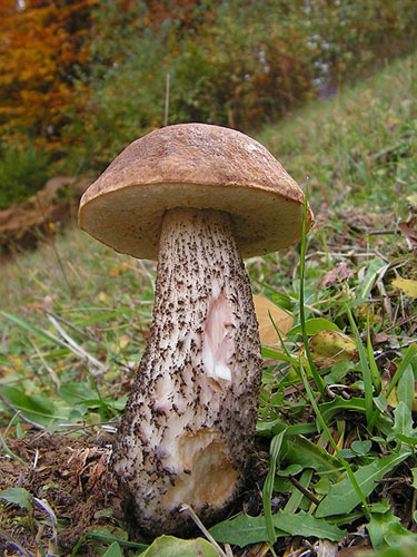 Leccinum scabrum Leccinum scabrum