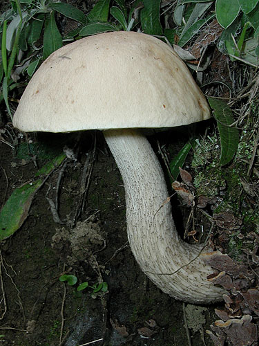 Leccinum scabrum Leccinum scabrum