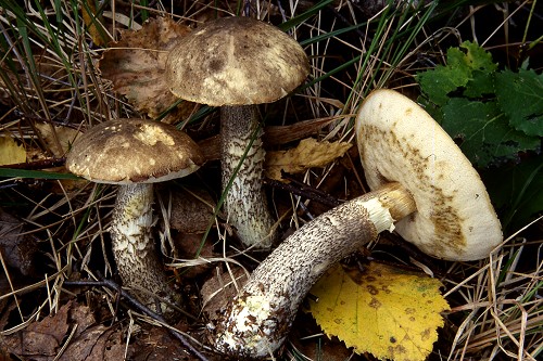 Leccinum variicolor Leccinum variicolor